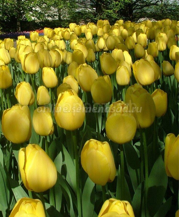 Гибрид тюльпанов. Тюльпан Golden Parade. Тюльпан Дарвинов гибрид Голден парад 10 шт. Тюльпан Дарвинов гибрид Оксфорд. Тюльпан Голден Оксфорд.