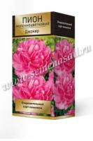 Пион молочноцветковый Джокер (I) 2-3 