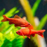 Барбус вишневый M Барбус вишневый M