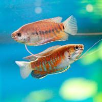 Рыба Гурами Микс