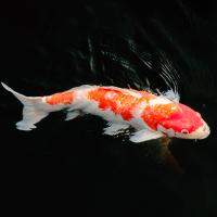 Рыба Карп кои крупный 