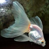 Рыба Вуалехвост Рыба Вуалехвост