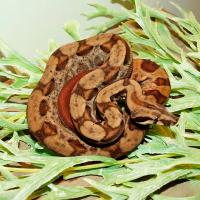 Змея Удав императорский Boa constrictor imperator Max Caramel Motley