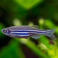 Рыба Данио в ассортименте 1-2см