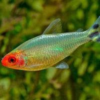 Рыба Родостомус 