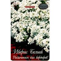 Каприс Иберис Белый Снежный ковер 20*1