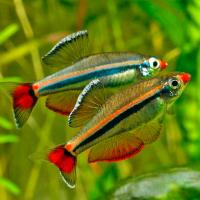 Кардинал  Кардинал