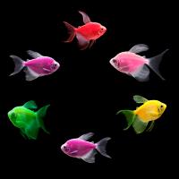 Рыба Тернеция крупная Рыба Тернеция крупная