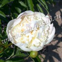 Пион молочноцветковый Мун овер Баррингтон 