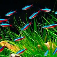 Рыба Неон ассорти