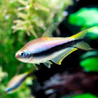 Рыба Тетра Королевская Рыба Тетра Королевская