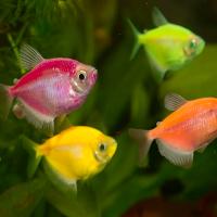 Рыба Тернеция в ассортименте