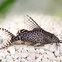 Рыба Синодонтис долматин