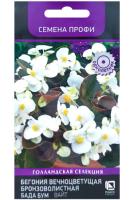 Поиск Комн. Бегония вечноцветущая бронзоволистная Бада Бум Вайт 15шт