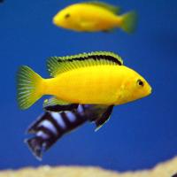 Рыба Цихлида ассорти S