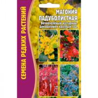 Редкие растения Магония Падуболистная 10 шт