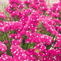 Гавриш Лимониум Малиновое парфе 0,05 г