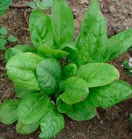 Щавель Чемпион 5г