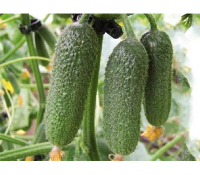 Огурец Трилоджи F1 100шт