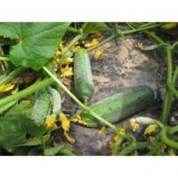 Огурец Гектор F1 1000 шт