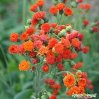 НК Эмилия Огненный салют 0,05г 