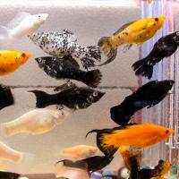 Рыба Моллинезия в ассортименте