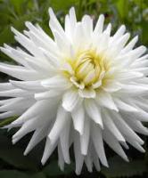 Георгина Май лав