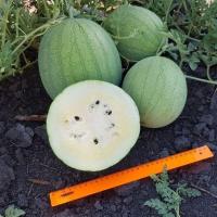 Арбуз Белые росы 5шт