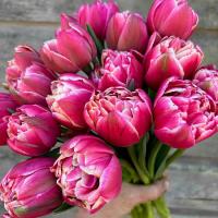 Тюльпан Махровый ранний Колумбус ( 10шт, 10/11) 846191