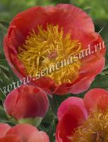 Пион Корал Суприм