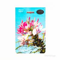 Клеома Змей горыныч 20*0,3