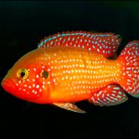 Рыба Хромис-красавец