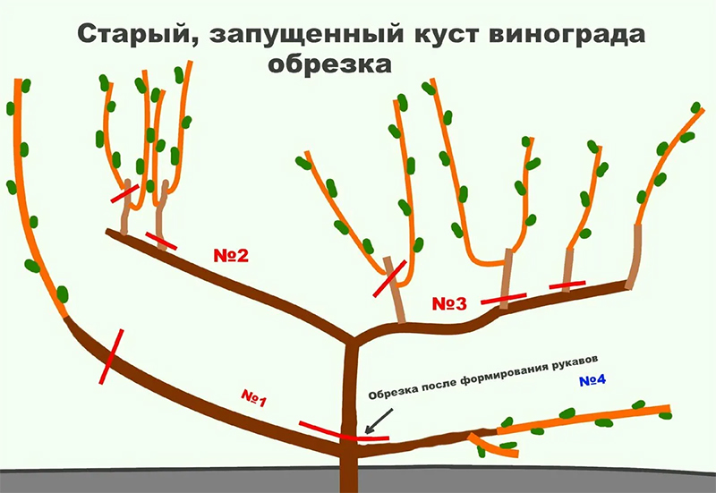 Как правильно обрезать виноград осенью фото Обрезка винограда осенью. Как правильно ее делать?