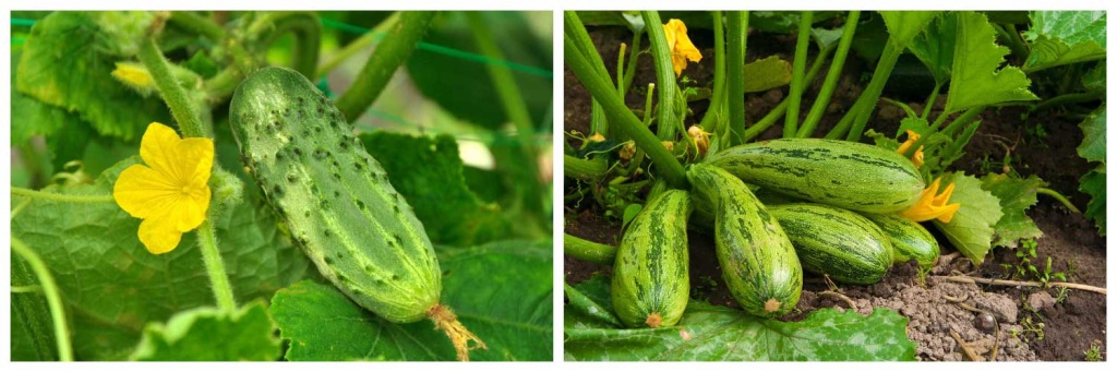 кабачки-и-огурец.jpg