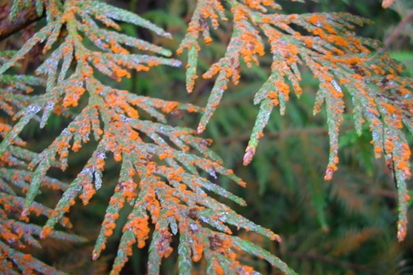 ржавчина растений.jpeg ржавчина растений.jpeg