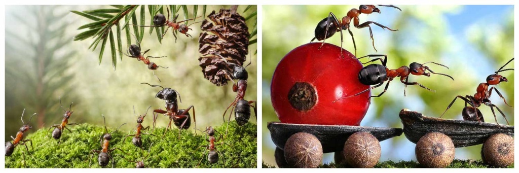 муравьи4.jpg муравьи4.jpg