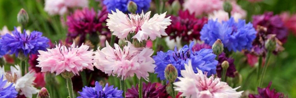 цветник.png цветник.png