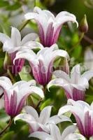 Без названия (1) Без названия (1)