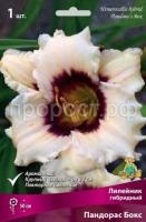 Лилейник гибридный Пандорас Бокс Лилейник гибридный Пандорас Бокс