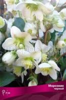 Морозник-чёрный Морозник-чёрный