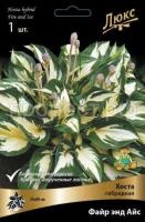 Хоста гибридная Файр энд Айс