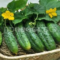 Огурец кречет F1