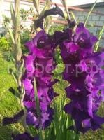 Без названия (1)