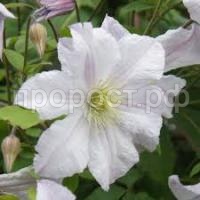 Без названия (1) Без названия (1)