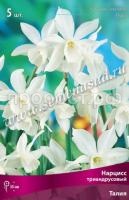 Нарцисс Триандрусовый Талия (белый, многоцветковый, ароматный, 5шт, 12-14) 390021