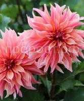 Без названия (1)