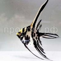 Скалярия микс  Скалярия микс