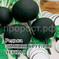 Редька Зимняя круглая черная 100 г Редька Зимняя круглая черная 100 г