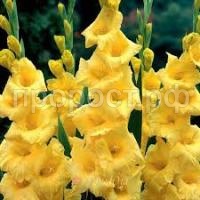 Без названия