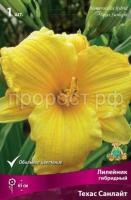 Лилейник гибридный Техас Санлайт Лилейник гибридный Техас Санлайт